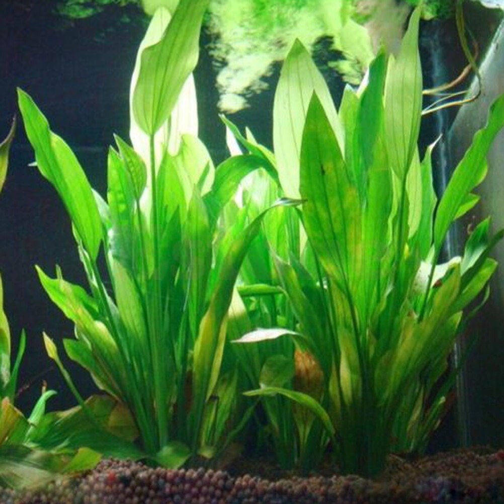 15cm Artificial Aquarium Decor - огляд і ціна Dry Herb Vaping Accessories